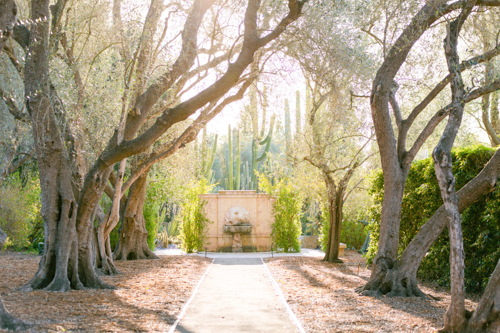 Lotusland's iconic lemon groves: A peek into Santa Barbara's horticultural treasures.