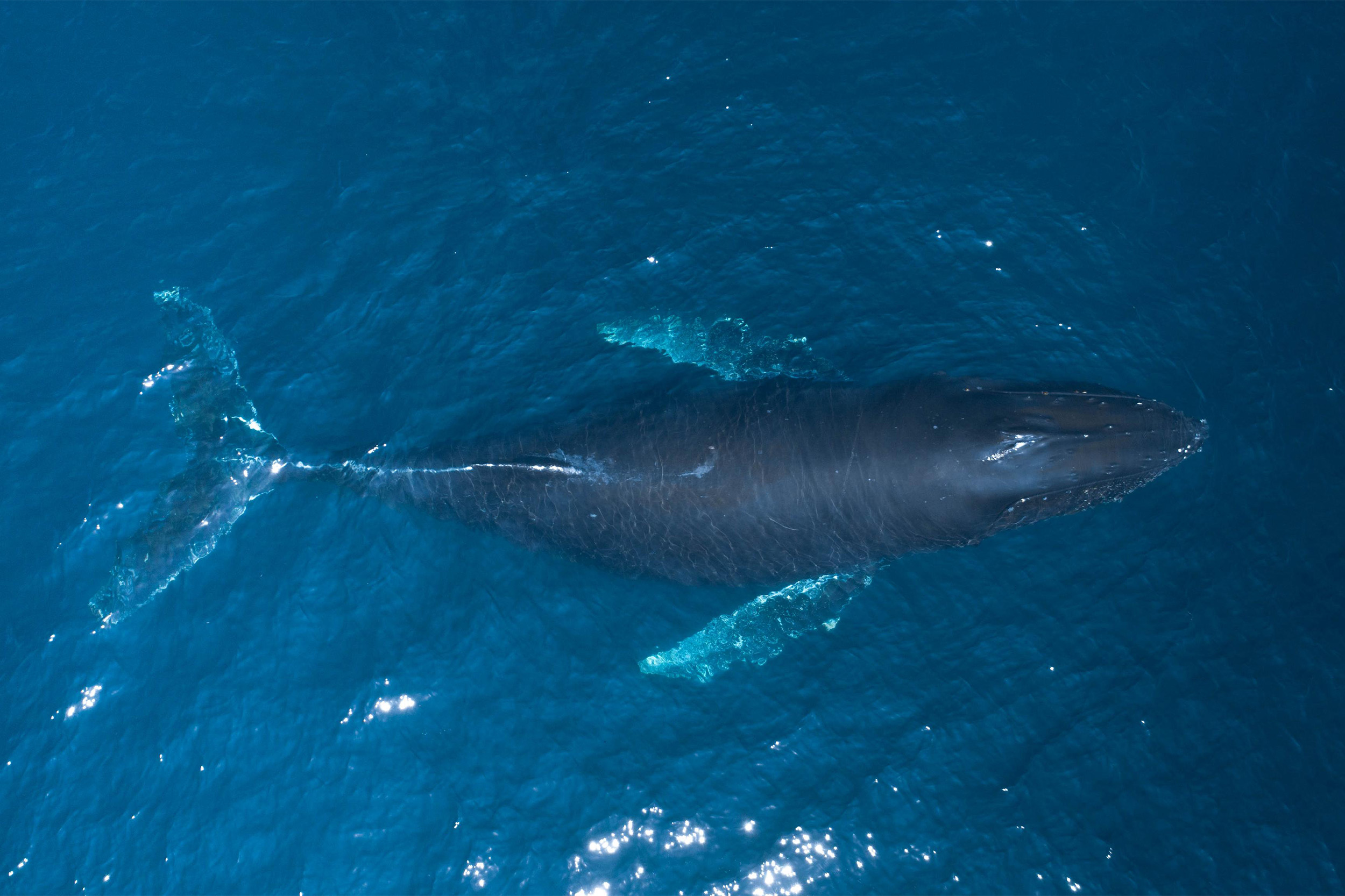 Discover the vibrant marine life of Santa Barbara, from playful seals to majestic whales.