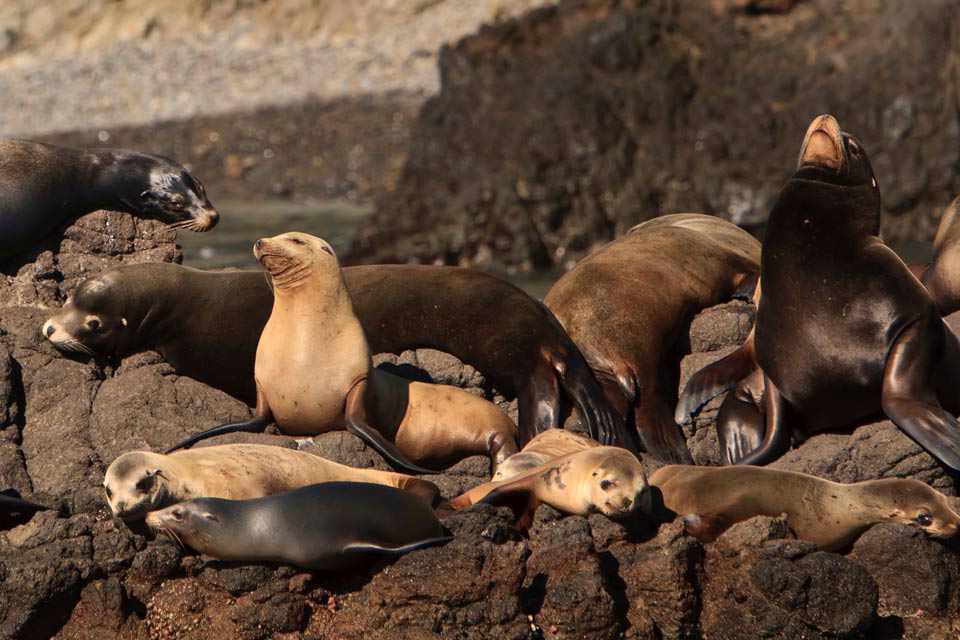 California sea lions in one of the largest rookeries, found within the Channel Islands.