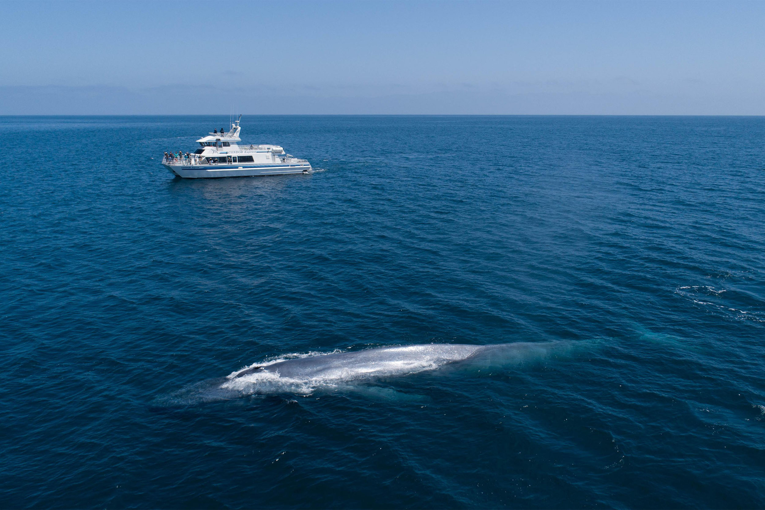 Embarking on a tour with Santa Barbara's whale watching outfitters offers an up-close experience with marine giants.