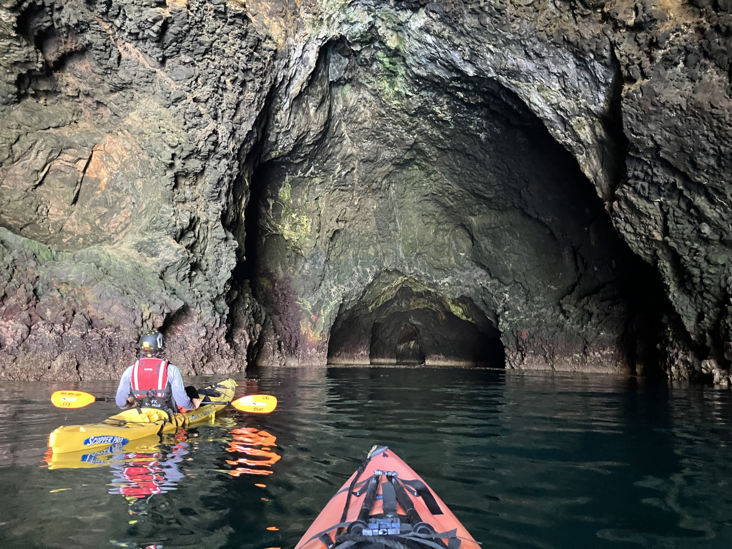 Embark on an unforgettable journey with Channel Islands Expeditions to witness Santa Barbara's marine wildlife.