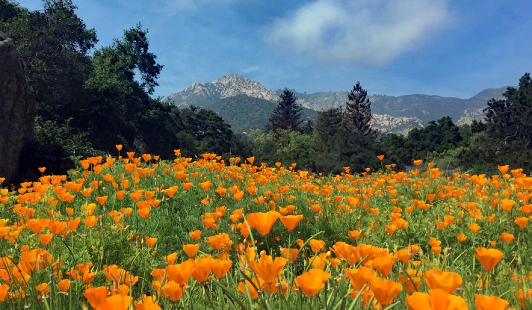 Bloom Where You’re Planted: A Journey Through Santa Barbara’s Botanical Paradise