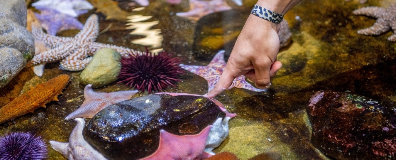 Hands-On Ocean Exploration at the Santa Barbara Sea Center